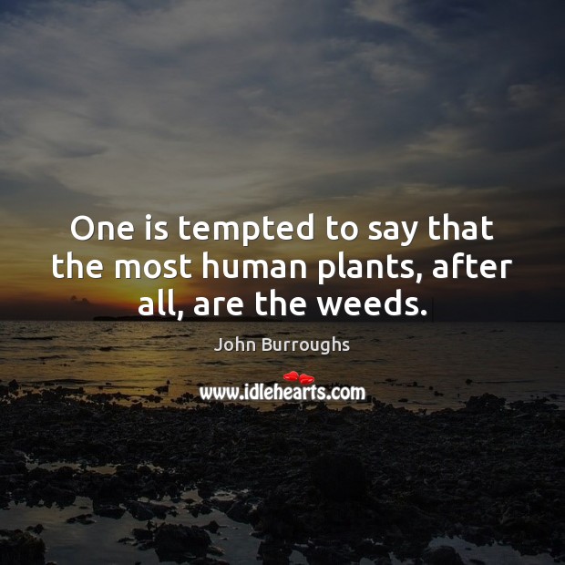 One is tempted to say that the most human plants, after all, are the weeds. Image