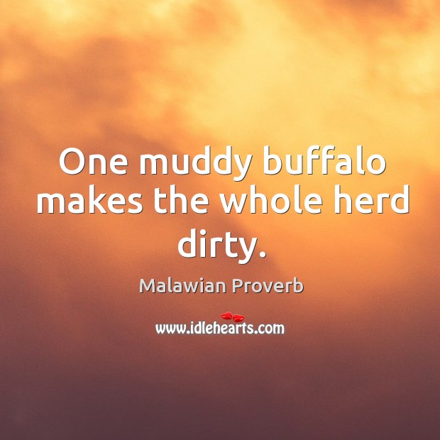 One muddy buffalo makes the whole herd dirty. Malawian Proverbs Image