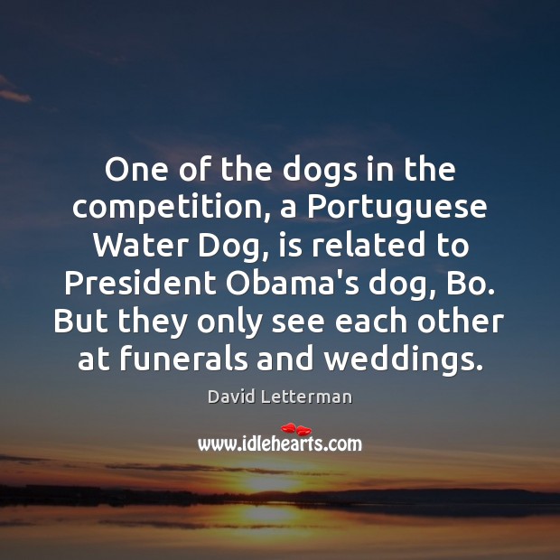 One of the dogs in the competition, a Portuguese Water Dog, is David Letterman Picture Quote