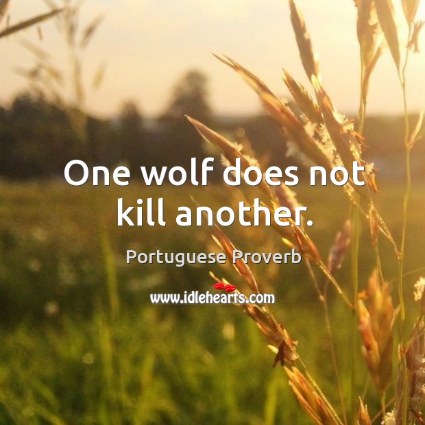 One wolf does not kill another. Portuguese Proverbs Image