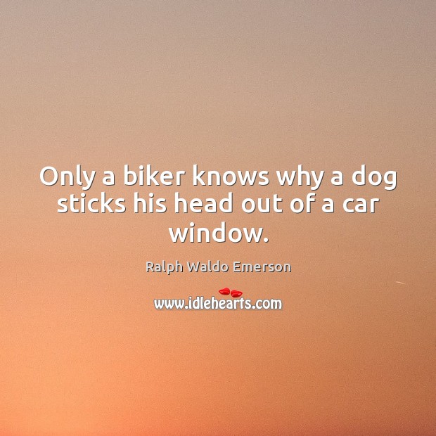 Only a biker knows why a dog sticks his head out of a car window. Image