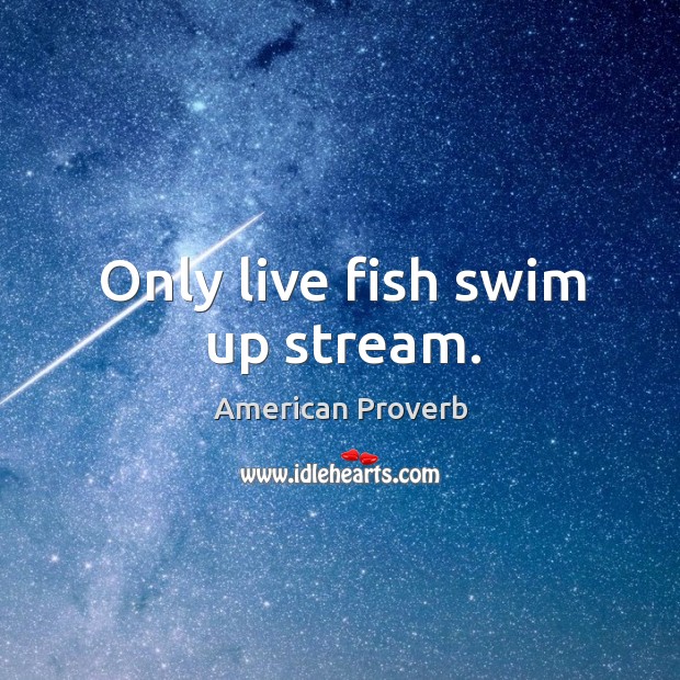Only live fish swim up stream. Image