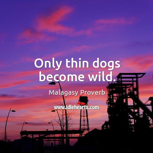 Only thin dogs become wild. Malagasy Proverbs Image