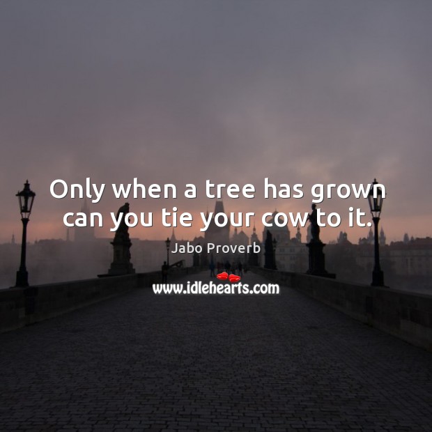 Only when a tree has grown can you tie your cow to it. Jabo Proverbs Image