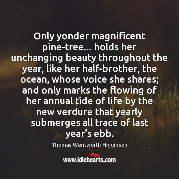 Only yonder magnificent pine-tree… holds her unchanging beauty throughout the year, like Thomas Wentworth Higginson Picture Quote