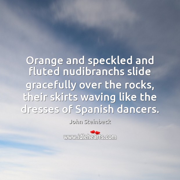 Orange and speckled and fluted nudibranchs slide gracefully over the rocks, their John Steinbeck Picture Quote