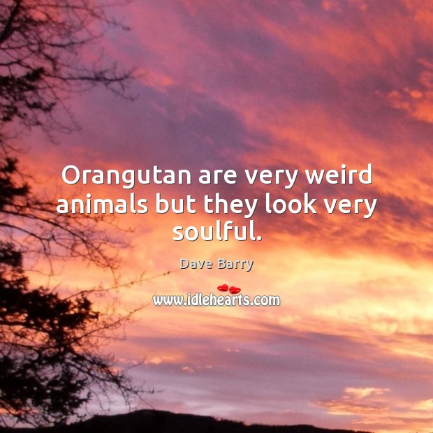 Orangutan are very weird animals but they look very soulful. Dave Barry Picture Quote