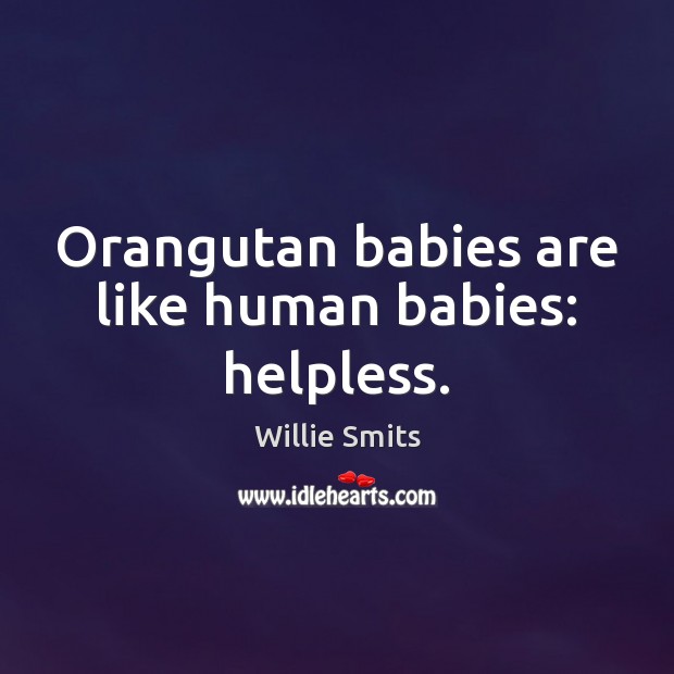 Orangutan babies are like human babies: helpless. Willie Smits Picture Quote