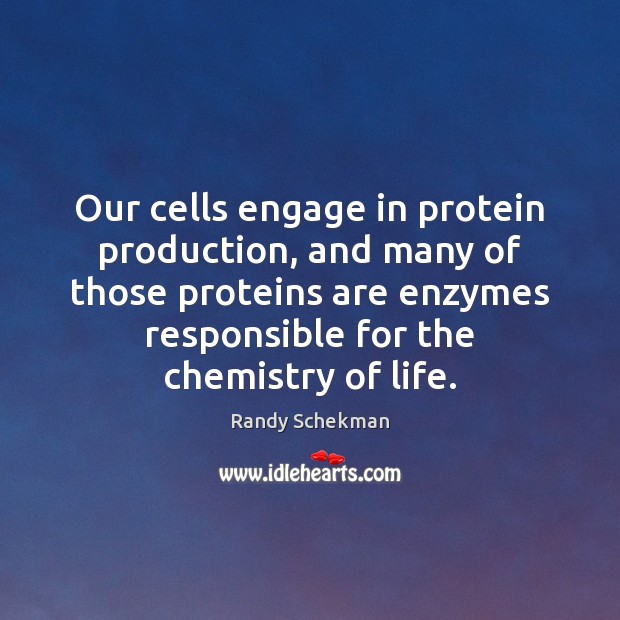 Our cells engage in protein production, and many of those proteins are Randy Schekman Picture Quote