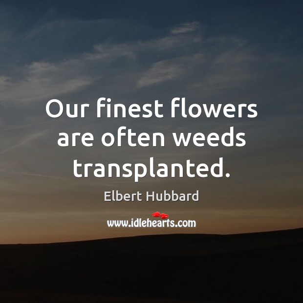 Our finest flowers are often weeds transplanted. Image