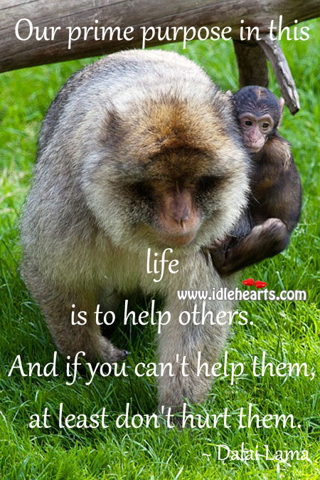 Our prime purpose in this life is to help others. Dalai Lama Picture Quote