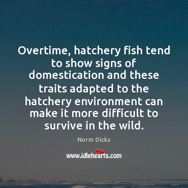 Overtime, hatchery fish tend to show signs of domestication and these traits Norm Dicks Picture Quote