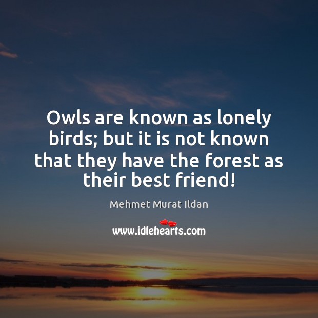 Owls are known as lonely birds; but it is not known that Mehmet Murat Ildan Picture Quote