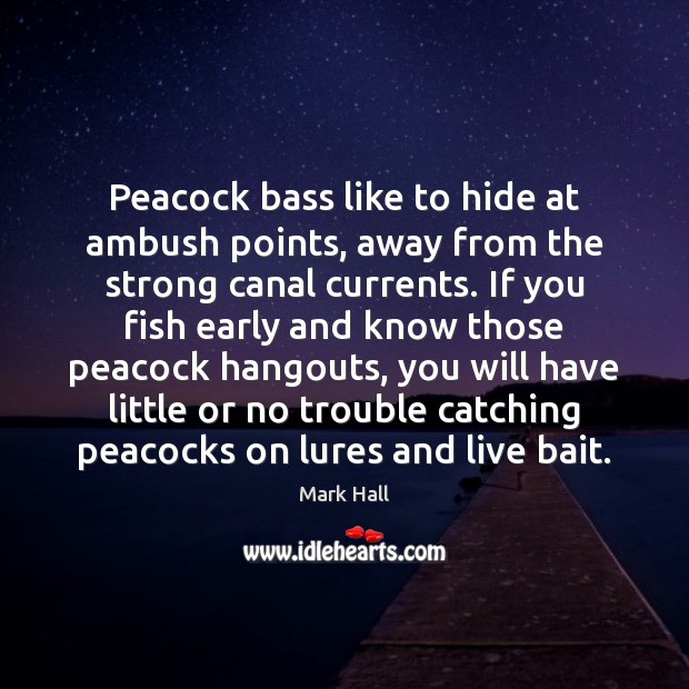 Peacock bass like to hide at ambush points, away from the strong Mark Hall Picture Quote