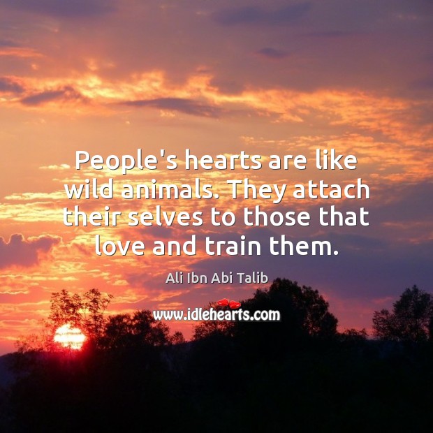 People’s hearts are like wild animals. They attach their selves to those Ali Ibn Abi Talib Picture Quote
