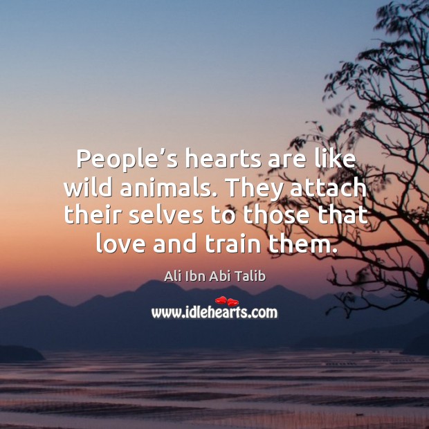 People’s hearts are like wild animals. They attach their selves to those that love and train them. Ali Ibn Abi Talib Picture Quote