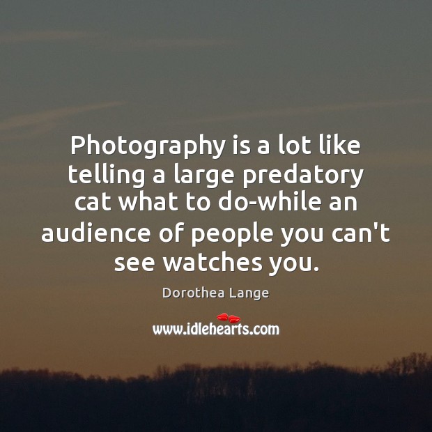 Photography is a lot like telling a large predatory cat what to Image