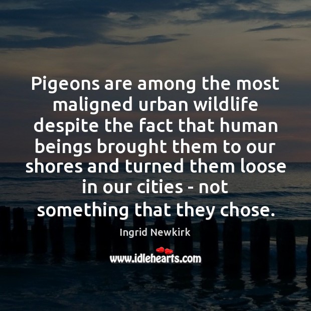 Pigeons are among the most maligned urban wildlife despite the fact that Ingrid Newkirk Picture Quote