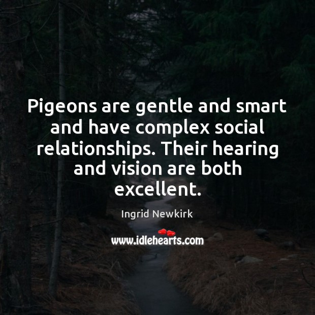 Pigeons are gentle and smart and have complex social relationships. Their hearing Ingrid Newkirk Picture Quote