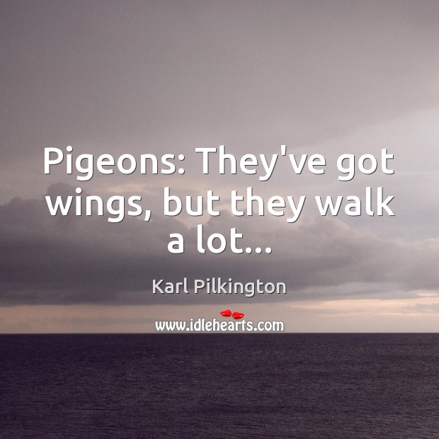 Pigeons: They’ve got wings, but they walk a lot… Karl Pilkington Picture Quote