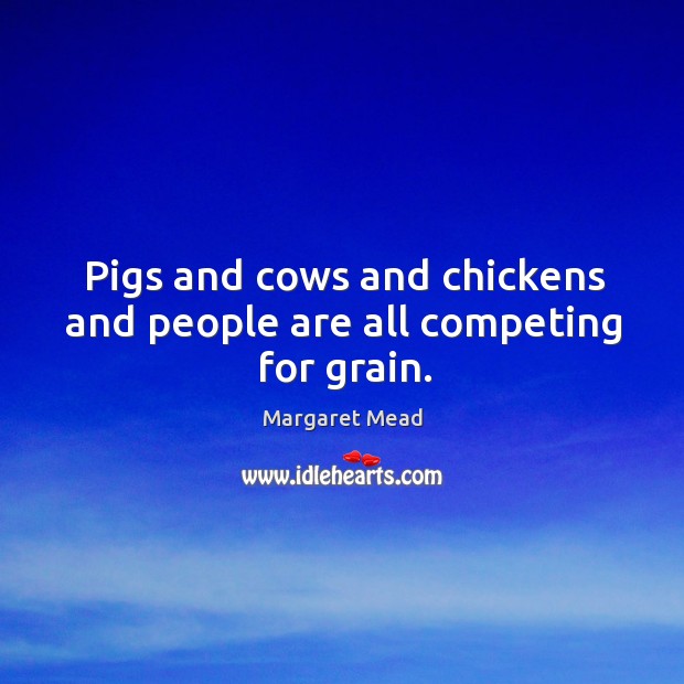 Pigs and cows and chickens and people are all competing for grain. Margaret Mead Picture Quote