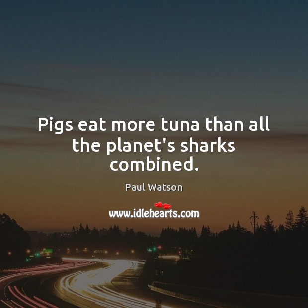 Pigs eat more tuna than all the planet’s sharks combined. Paul Watson Picture Quote