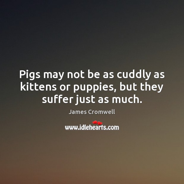 Pigs may not be as cuddly as kittens or puppies, but they suffer just as much. James Cromwell Picture Quote