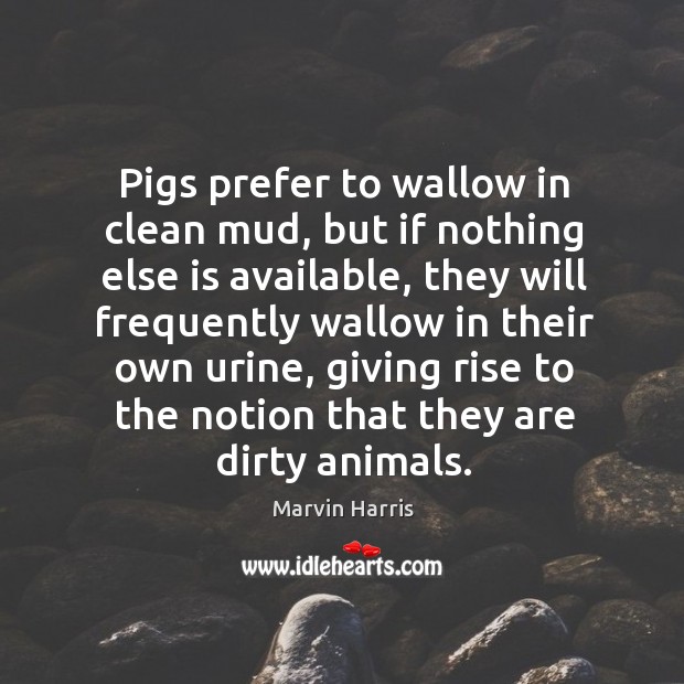 Pigs prefer to wallow in clean mud, but if nothing else is available Marvin Harris Picture Quote