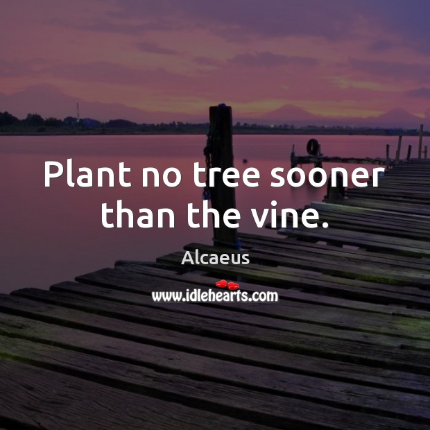 Plant no tree sooner than the vine. Alcaeus Picture Quote