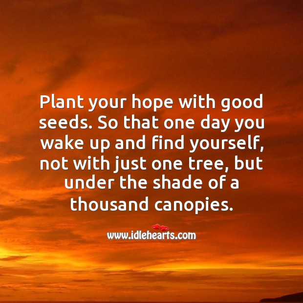 Plant your hope with good seeds. Image