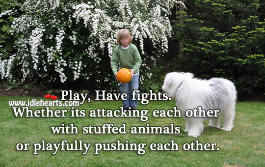 Play, have fights with each other. Image