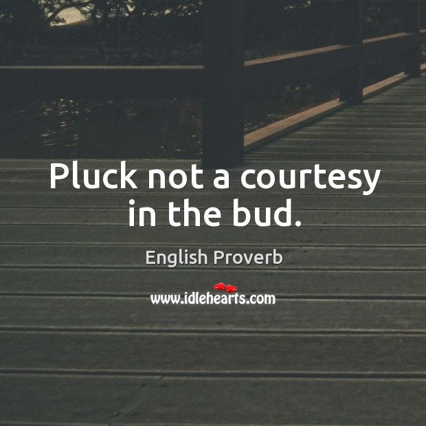 Pluck not a courtesy in the bud. English Proverbs Image