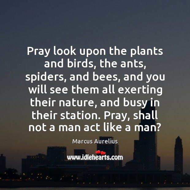 Pray look upon the plants and birds, the ants, spiders, and bees, Marcus Aurelius Picture Quote