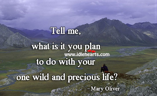 What is your plan with your wild and precious life Plan Quotes Image