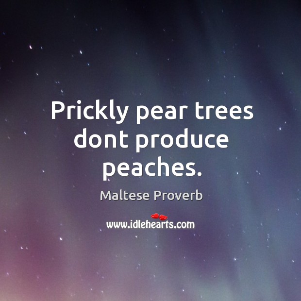 Prickly pear trees dont produce peaches. Maltese Proverbs Image