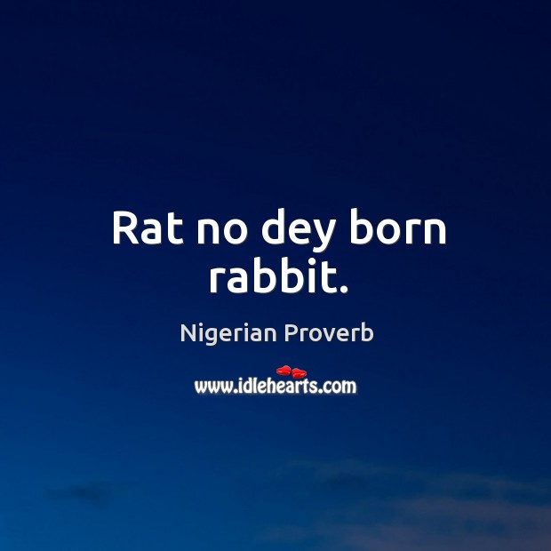 Rat no dey born rabbit. Nigerian Proverbs Image