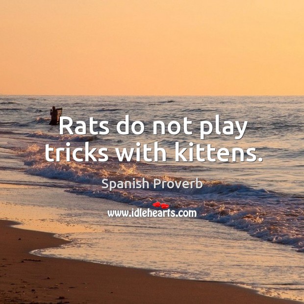 Rats do not play tricks with kittens. Image
