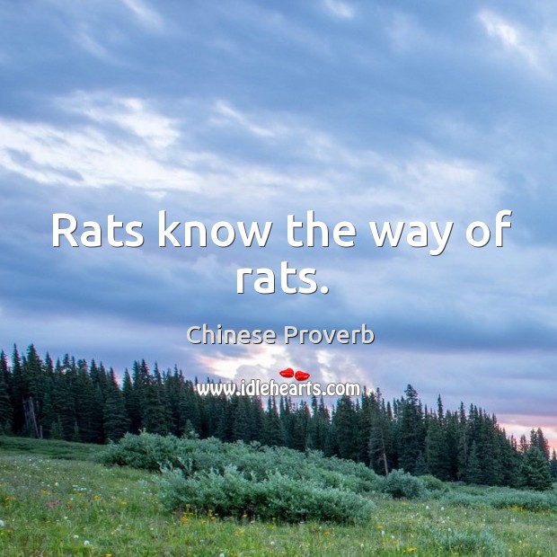 Rats know the way of rats. Image