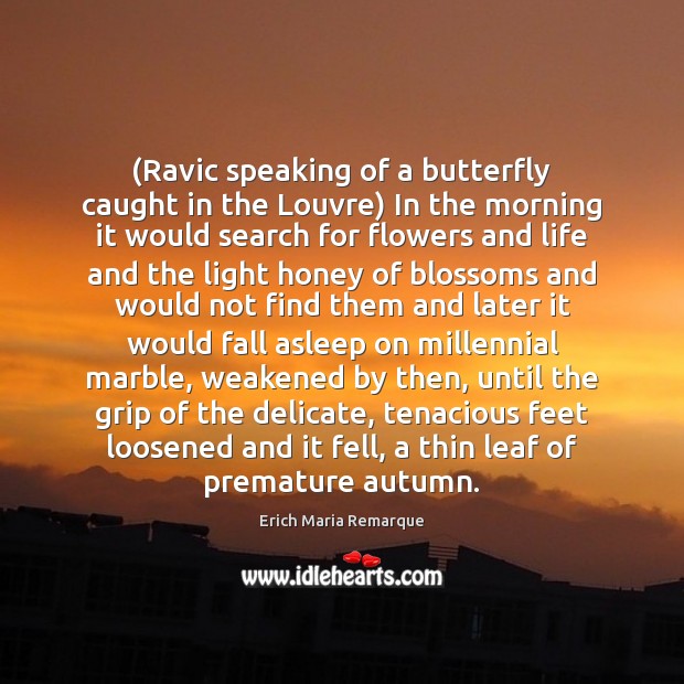 (Ravic speaking of a butterfly caught in the Louvre) In the morning Erich Maria Remarque Picture Quote