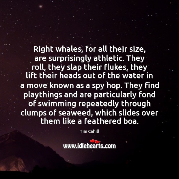 Right whales, for all their size, are surprisingly athletic. They roll, they Image