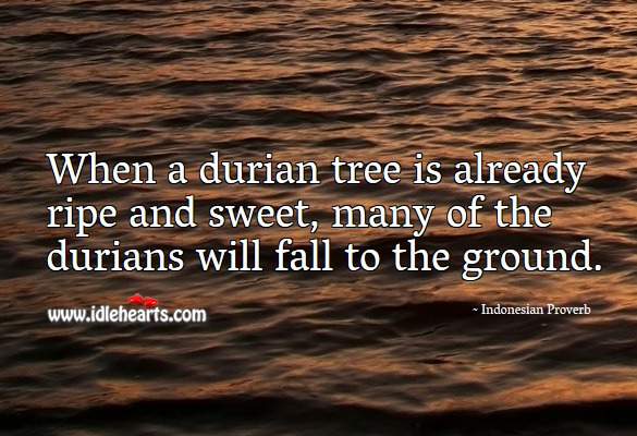 When a durian tree is already ripe and sweet, many of the durians will fall to the ground. Indonesian Proverbs Image