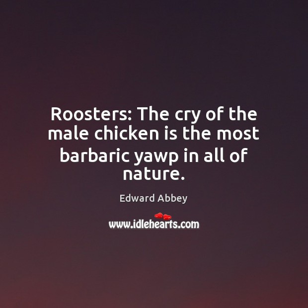 Roosters: The cry of the male chicken is the most barbaric yawp in all of nature. Edward Abbey Picture Quote