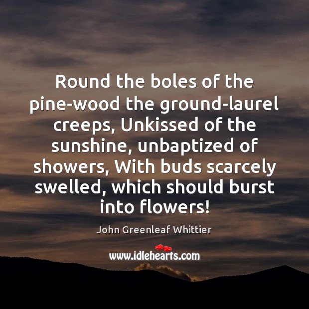 Round the boles of the pine-wood the ground-laurel creeps, Unkissed of the John Greenleaf Whittier Picture Quote