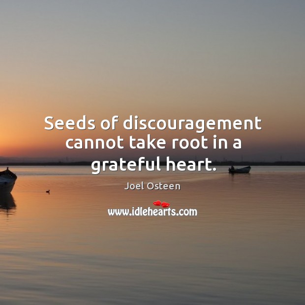 Seeds of discouragement cannot take root in a grateful heart. Joel Osteen Picture Quote