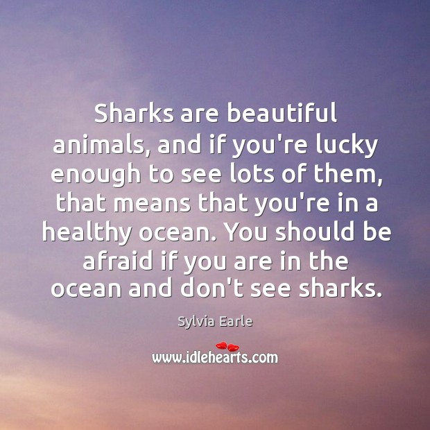 Sharks are beautiful animals, and if you’re lucky enough to see lots Sylvia Earle Picture Quote