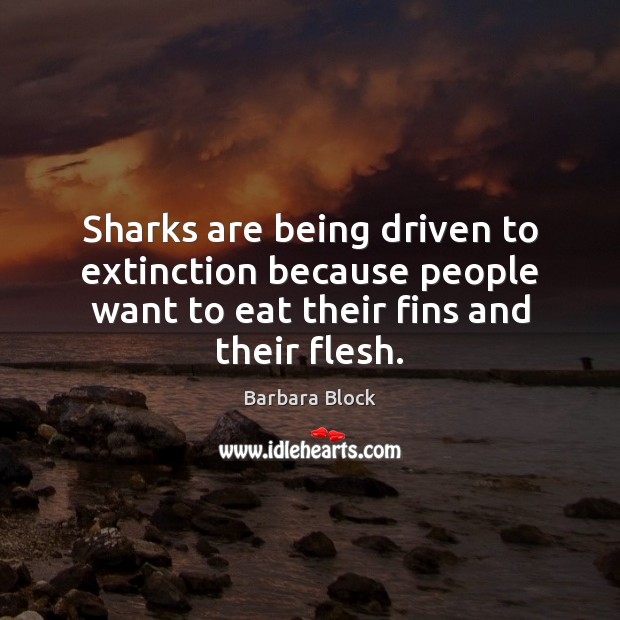 Sharks are being driven to extinction because people want to eat their Image
