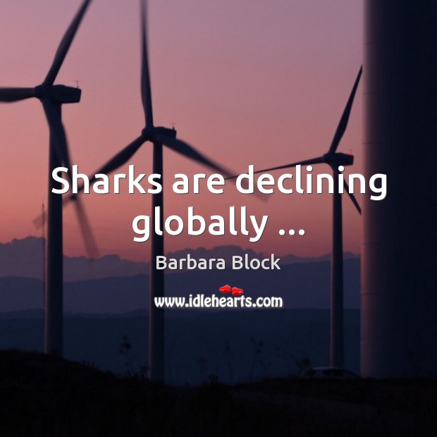 Sharks are declining globally … Image