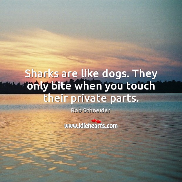 Sharks are like dogs. They only bite when you touch their private parts. Image