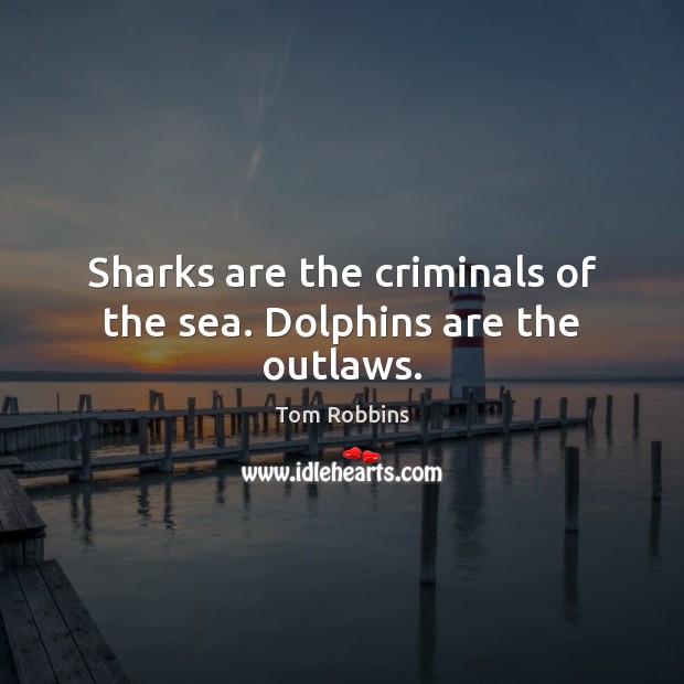Sharks are the criminals of the sea. Dolphins are the outlaws. Tom Robbins Picture Quote