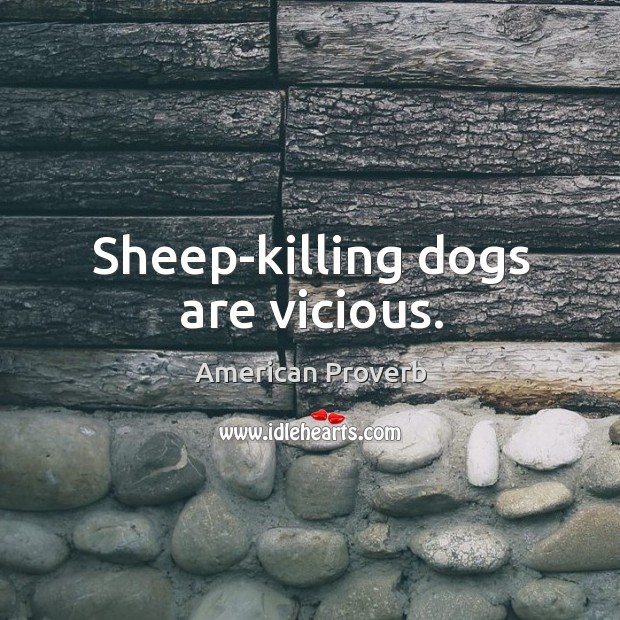 Sheep-killing dogs are vicious. American Proverbs Image